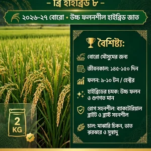 হাইব্রিড  – ৮ (১ কেজি)