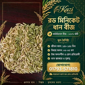 ইন্ডিয়ান রড মিনিকেট (২ কেজি)